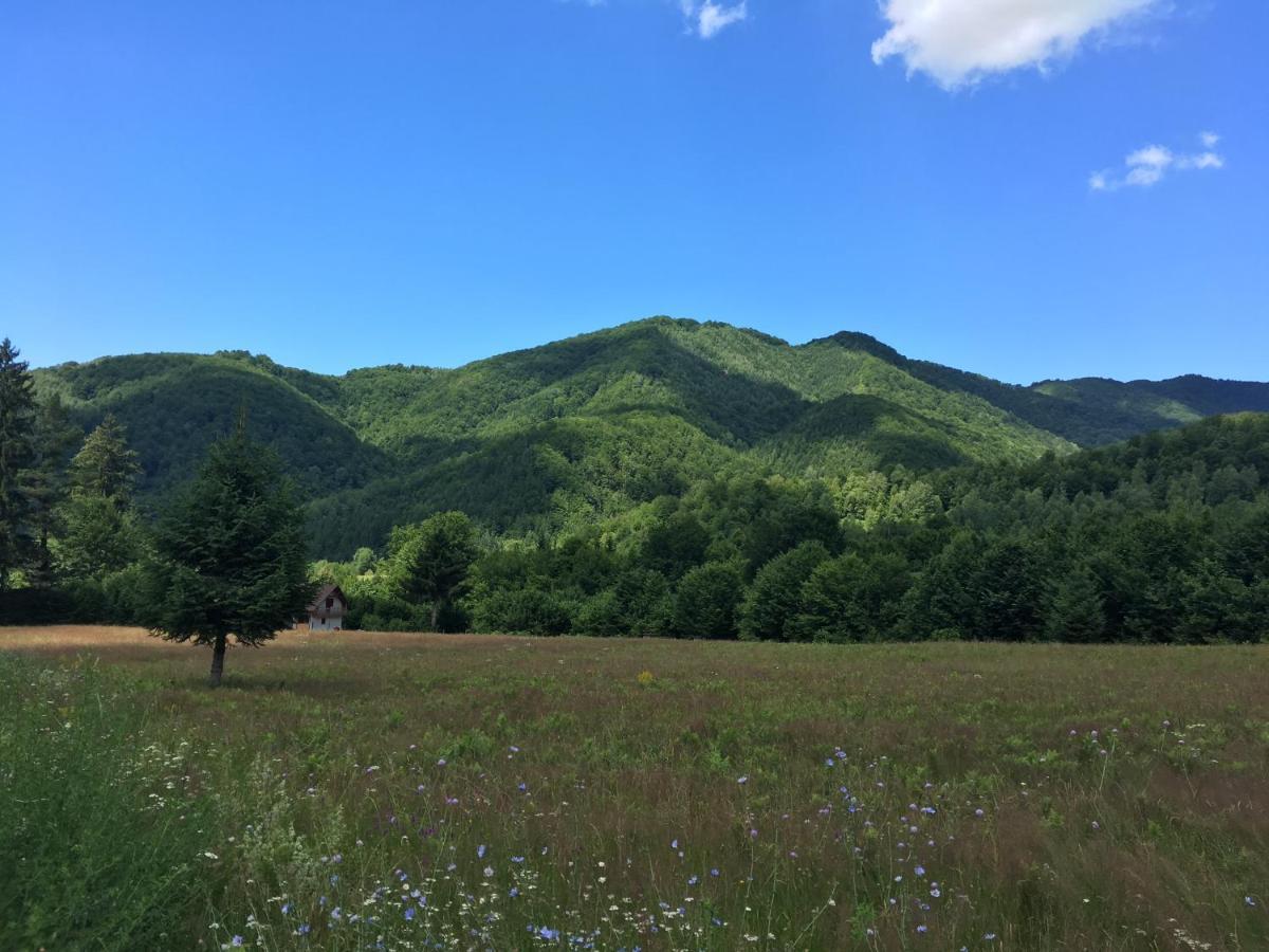 The Green House - Apuseni Mountains Pietroasa  Εξωτερικό φωτογραφία