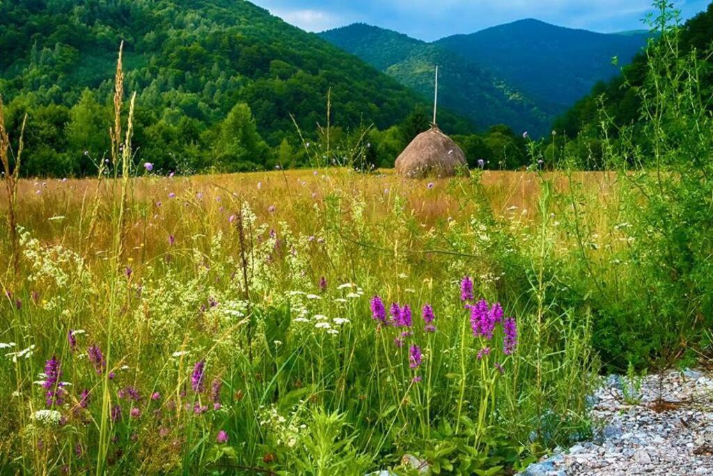 The Green House - Apuseni Mountains Pietroasa  Εξωτερικό φωτογραφία